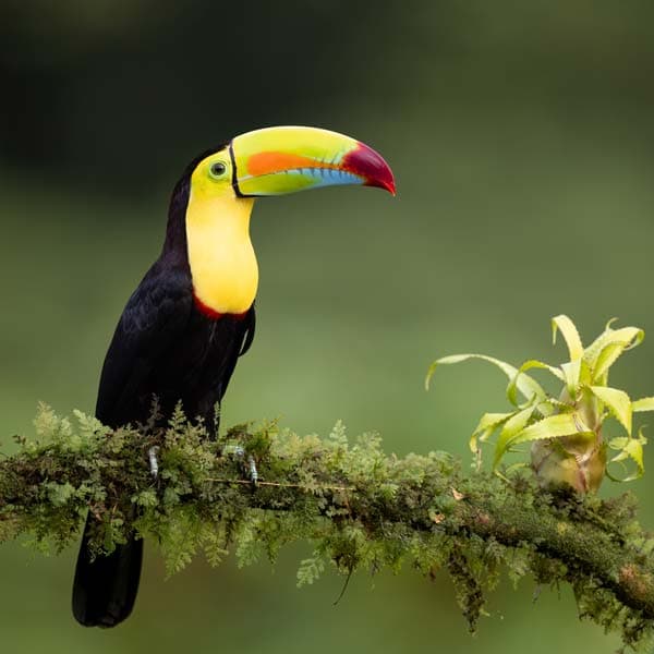 Costa Rica – Secrets des Caraïbes et du Pacifique